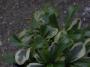 lysiane:plantes_du_jardin:vivaces:r0012380_arabis_f_c_old_gold_red.jpg