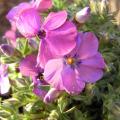 r0023815_phlox_d_red_admiralr.jpg