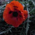 r0031876r.jpg