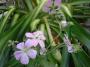 lysiane:plantes_du_jardin:vivaces:r0032128r.jpg
