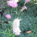 rimg0173_sanguisorba_obtusa_reduc.jpg