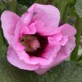 rose_tremiere_altea_2117.jpg