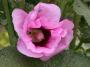 lysiane:plantes_du_jardin:vivaces:rose_tremiere_altea_2117.jpg