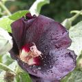 rose_tremiere_altea_2426.jpg