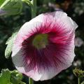 rose_tremiere_altea_2996.jpg