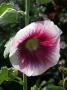 lysiane:plantes_du_jardin:vivaces:rose_tremiere_altea_2996.jpg