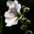 rose_tremiere_altea_8490.jpg