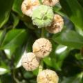 rose_tremiere_altea_graines_2969.jpg