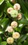 lysiane:plantes_du_jardin:vivaces:rose_tremiere_altea_graines_2969.jpg