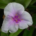 tradescantia_5464.jpg