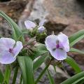tradescantia_x_and_osprey_5014.jpg