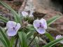 lysiane:plantes_du_jardin:vivaces:tradescantia_x_and_osprey_5014.jpg