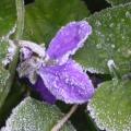 violette_3728.jpg