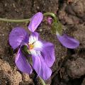 violette_4423.jpg