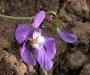 lysiane:plantes_du_jardin:vivaces:violette_4423.jpg