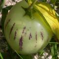dscn10151_poire_melonred.jpg