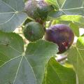 figues_dscn3411.jpg