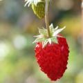 fraise_3433.jpg