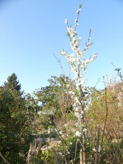 p1010041.jpg