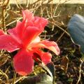 p1140203_.jpg