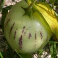 dscn10151_poire_melon.jpg