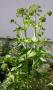 lysiane:potager:plantes_aromatiques:angelique_0458.jpg