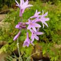 p1220485_ail_tulbaghia_v.jpg