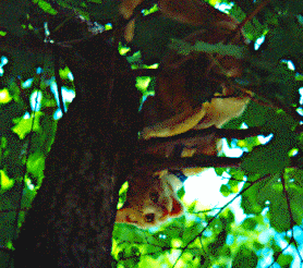 a.1chat_html_m17ed6c53.gif