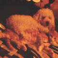 a.4opale_html_m248be474.gif