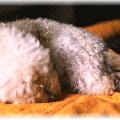 a.5chat_html_m3ac222d6.gif