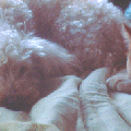 a.5opale_html_53d28883.gif
