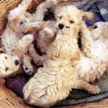 a.opale_en_famille_html_m56a57a4e.jpg