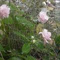 dscn5446r.jpg