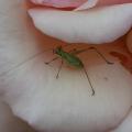 dscn2770.jpg