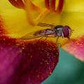 dscn2942.jpg