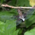dscn2958.jpg