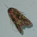 dscn8239.jpg