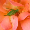 dscn8462.jpg