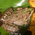 grenouille_2786.jpg