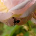 p1230504_mous.jpg