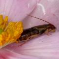 sur_anemone_2937.jpg