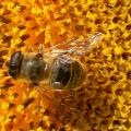 sur_tournesol_2057.jpg