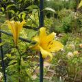 p1220371golden_splendour.jpg