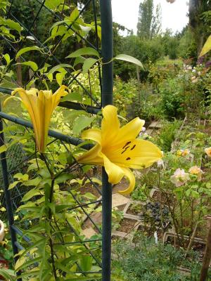 p1220371golden_splendour.jpg