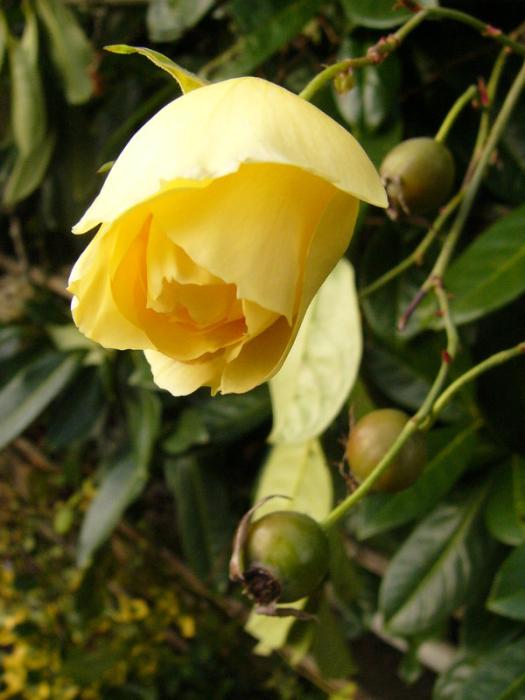 p1280521_parure_d_or.jpg