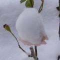 p1280653_plume_a.jpg