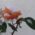 p1280669_belle_du_s.jpg