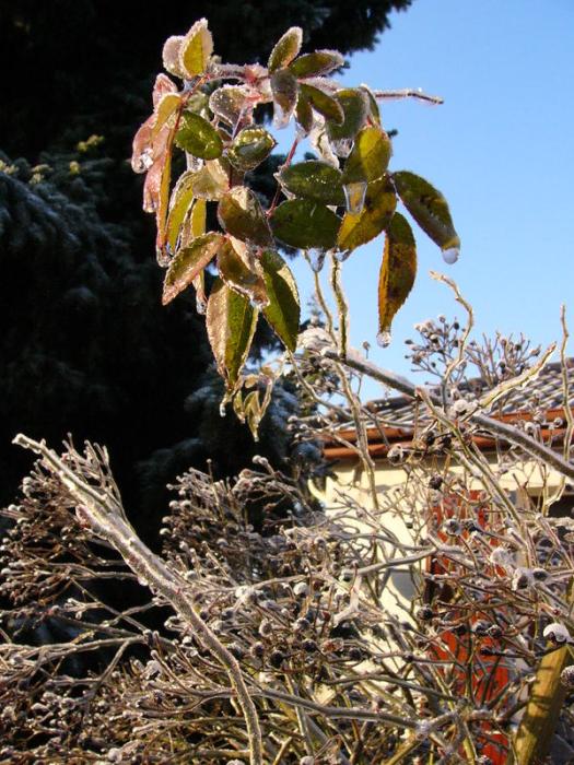 p1290044.jpg