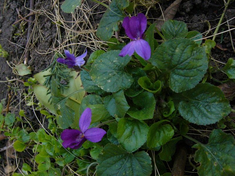 p1290277.jpg