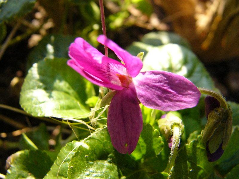 p1290290.jpg